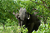 Elephant_bull-1.jpg