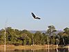 Fish_Eagle_Kariba_01.JPG