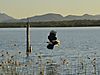 Fish_Eagle_Kariba_04.JPG