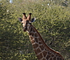 Giraffe20.JPG