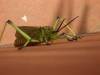 Grasshopper.JPG