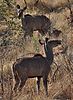 Kudu_Cows_on_hillside.jpeg