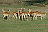 Lechwe.jpg