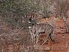 Lesser_kudu.jpg