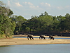 Luangwa_Zambia_.JPG