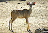 Namibia-2009YoungKudu.jpeg