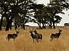 Namibia-dyrene-8.jpeg