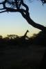 Namibia_Sunset_-_Silhouette_Giraffe.jpg