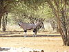 Namibie_069.jpg