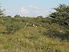 Ongariwanda_Hunting_May_2011_-_Murphy_s_law_-_on_Sunday_no_hunting_we_spotted_a_lot_of_Oryx.jpg