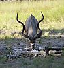 P1020906_Kudu_Bull_web.JPG