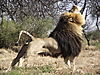 Savanna_Hunting_Safaris_23.jpg