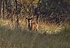 Sitatunga_female.jpg