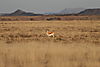 Springbok_Doe_in_Karoo.JPG