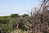 Swainson-s-francolin.JPG