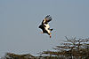 Tanz_09_Fish_eagle_2.jpg