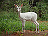 White-Reedbuck-3GwildlifeAuction_co_za.jpg