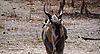 Young_EA_eland_bull_2_.JPG