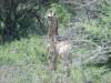 africa-giraffe.jpg