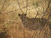 africa-leopard.JPG