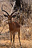 africa_2011-1_806.JPG