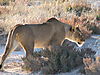 african-lion2.JPG