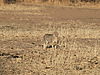 african-wild-cat-01.JPG