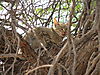 african_wild_cat_02.JPG