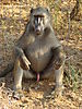 baboon6.jpg