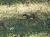 banded-mongoose-namibia-06.JPG