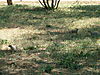 banded-mongoose-namibia-07.JPG