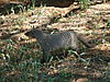 banded-mongoose-namibia-12.JPG