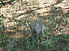 banded-mongoose-namibia-14.JPG