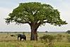 baobab-tree-01.jpg