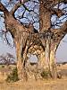 baobab-tree-02.jpg