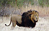 biggest-lion-africa.jpg
