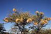 bird-nests-africa.JPG