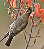 bird-south-africa-1.jpg