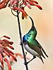 bird-south-africa-3.jpg