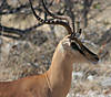 black-faced-impala.jpg