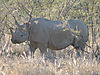 black-rhino1.JPG