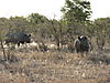 black-rhinos.JPG