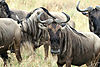 blue-wildebeest16.jpg