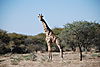 bowhunting-giraffe.JPG