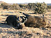 buffalo-hunting-02.jpg