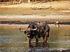 buffalo-hunting-tanzania-01.JPG