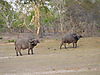 buffalo-hunting-tanzania-02.JPG