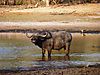 buffalo-hunting-tanzania-03.JPG