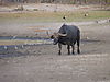 buffalo-hunting-tanzania-04.JPG
