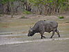buffalo-hunting-tanzania-06.JPG